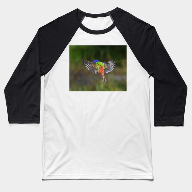 Painted Bunting Bird Flying Colors Baseball T-Shirt by candiscamera